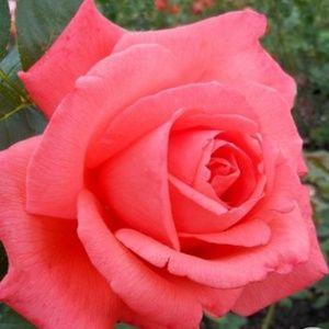 Meet your Posher, Jilliam